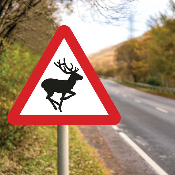 Deer Ahead Sign